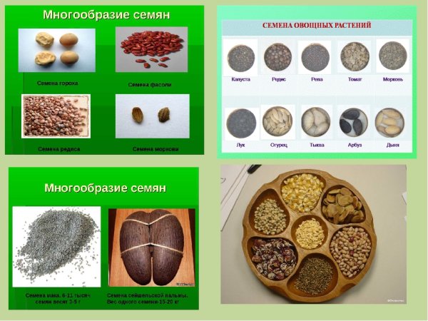 Семена овощных растений