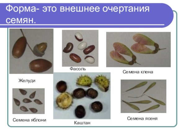Форма семян
