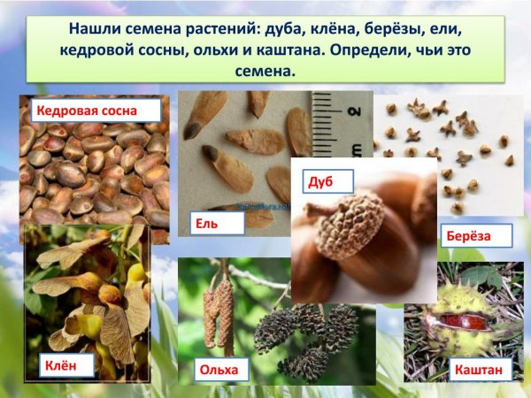 Семена разных растений