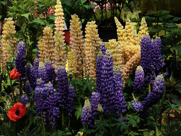 Люпин многолетний месье Пьер