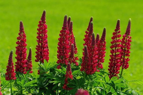 Люпин Lupinus Abendglut