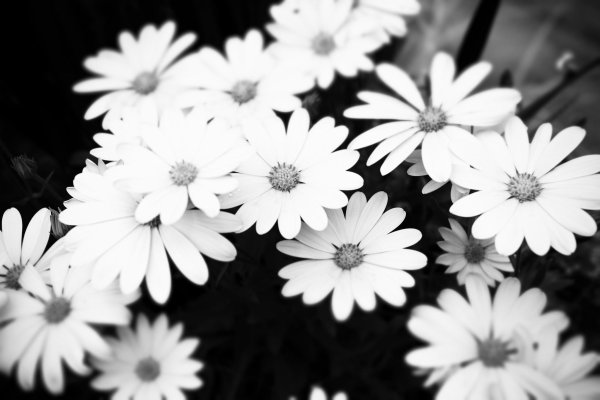 Цветы Black and White