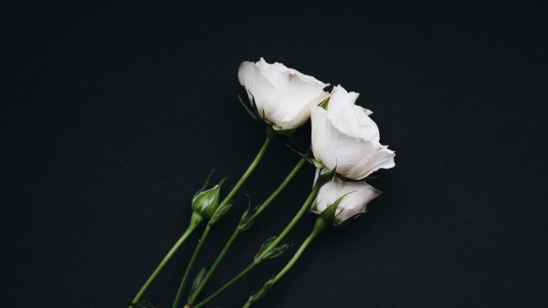 1366 768 Обои черные цветы
