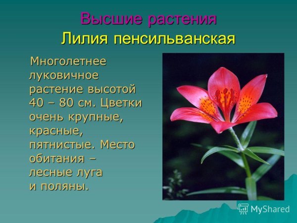 Лилия пенсильванская красная книга