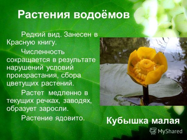 Кубышка малая красная книга