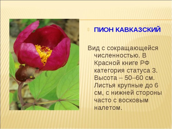 Пион кавказский красная книга