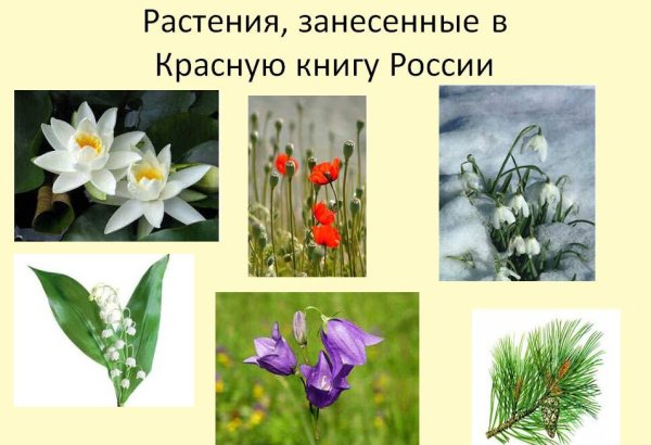 Растения которые занесены в красную
