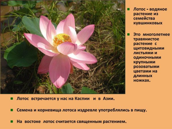 Лотос орехоносный красная книга