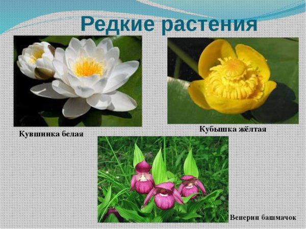 Примула первоцвет весенний красная книга