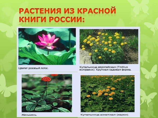Пион видовой кавказский