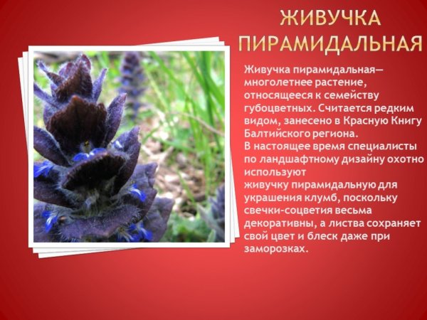 Тюльпан Шренка луковица