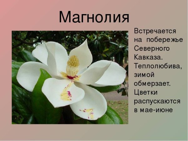 Венерин башмачок