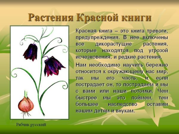 Пион тонколистный красная книга