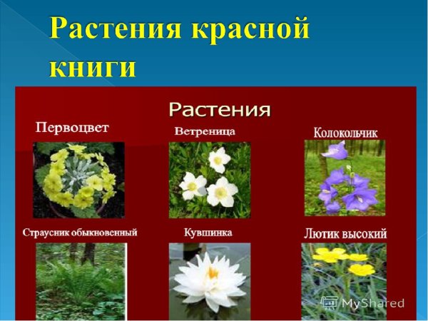 Венерин башмачок Красноярский край