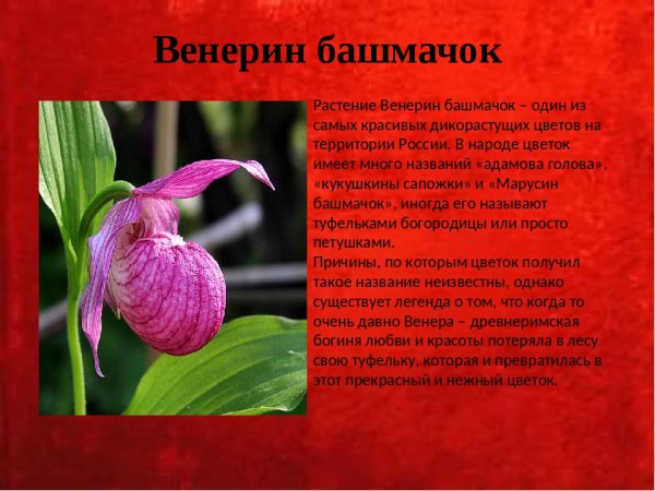 Растение рябчик шахматный с описанием