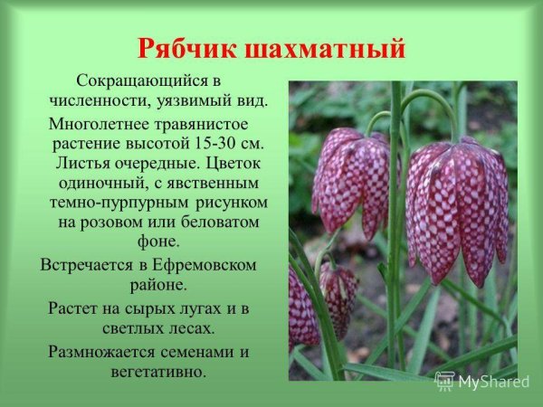 Опиши Венерин башмачок