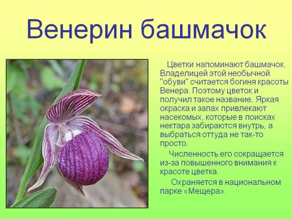 Пион тонколистный 2 класса красная
