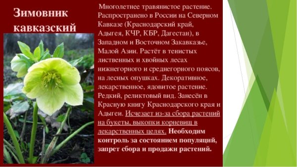 Строение тюльпана Шренка