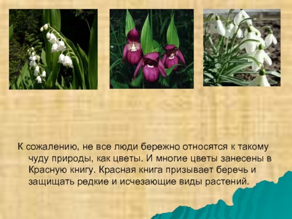 Растения занесенные в красную книгу кувшинка белая