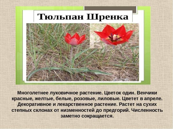 Цветы занесенные в красную книгу