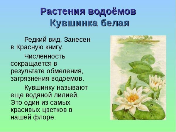 Растения Самарской области Венерин башмачок