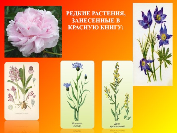 Растения занесенные в красную книгу