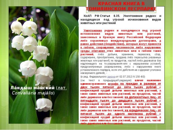 Первоцвет примула кортузовидный красная книга