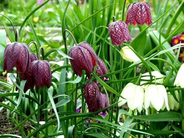 Рябчик шахматный Fritillaria meleagris