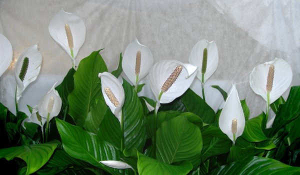 Spathiphyllum wallisii Regel спатифиллум Уоллиса