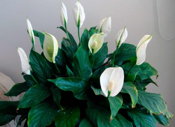 Спатифиллум Альба