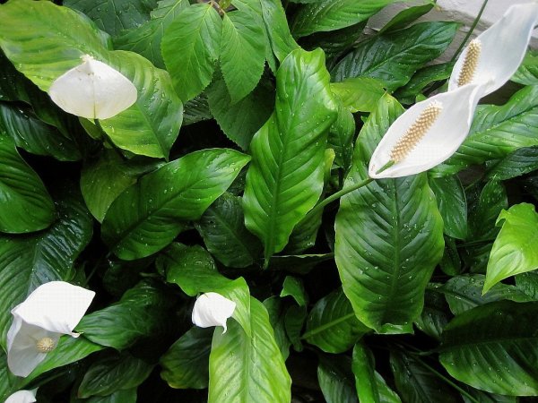 Спатифиллум обильноцветущий Spathiphyllum floribundum