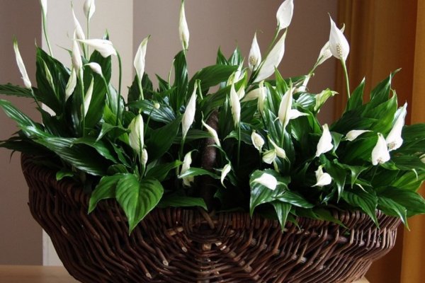 Спатифиллум Уоллиса (Spathiphyllum wallisii)