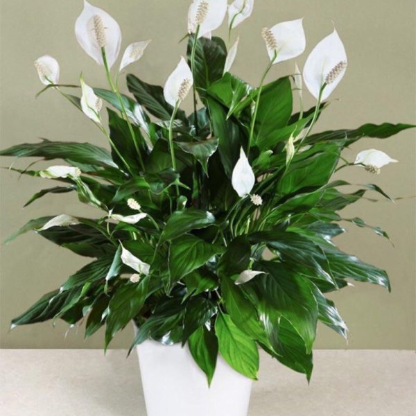 Спатифиллум Уоллиса (Spathiphyllum wallisii)