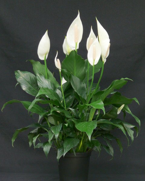 Спатифиллум Уоллиса (Spathiphyllum wallisii)