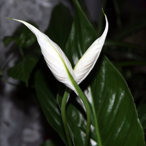 Спатифиллум геликониелистный (Spathiphyllum heliconiifolium)