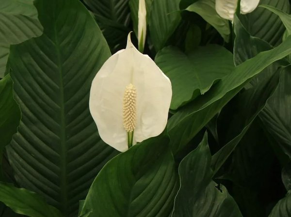 Спатифиллум (Spathiphyllum)