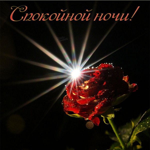 Ночной цветок