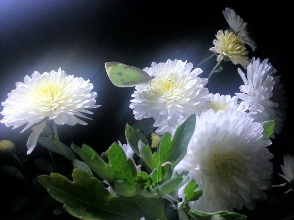 Японский художник Yutaka Kagaya