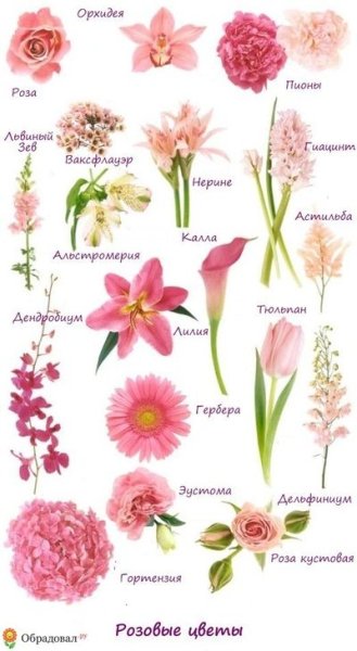 Цветы срезка названия