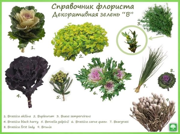 Букетная зелень с названиями