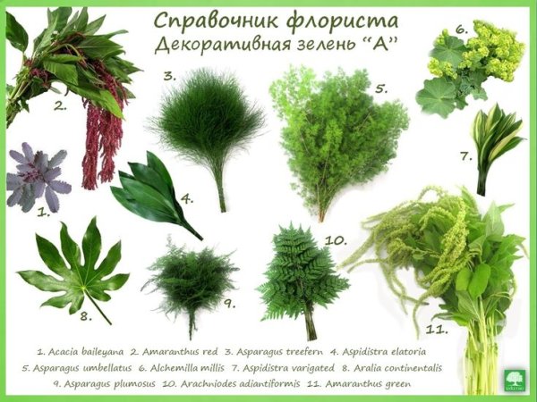 Зелень флориста название