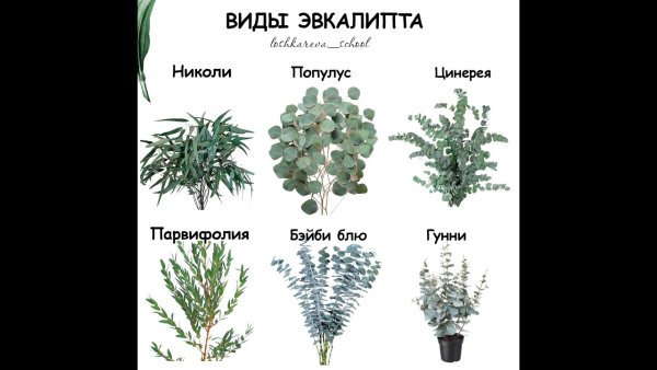 Эвкалипт сорта названия