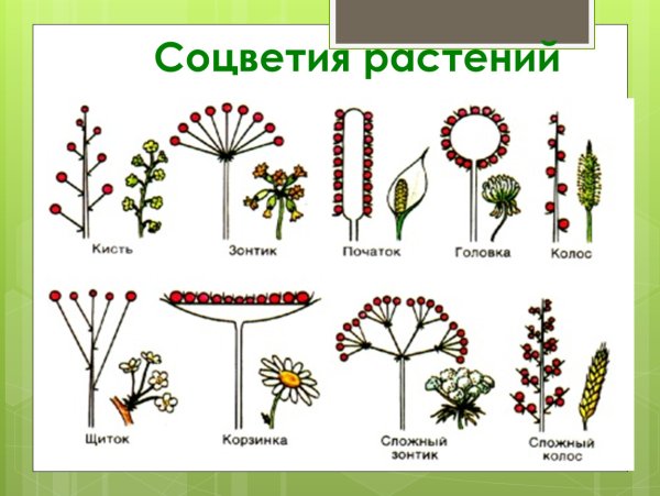 Метелка корзинок соцветие