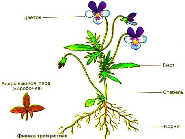 Строение фиалки схема