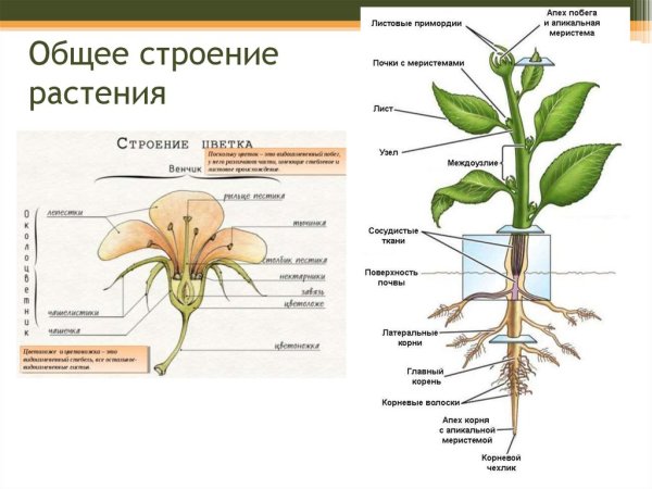 Строение цветкового растения