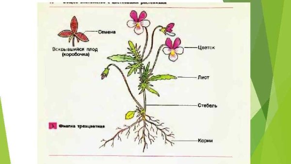 Схема строения органов цветкового растения