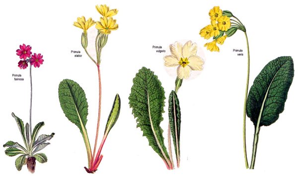 Примула urumiensis