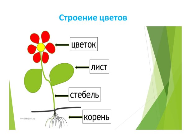 Строение комнатного растения