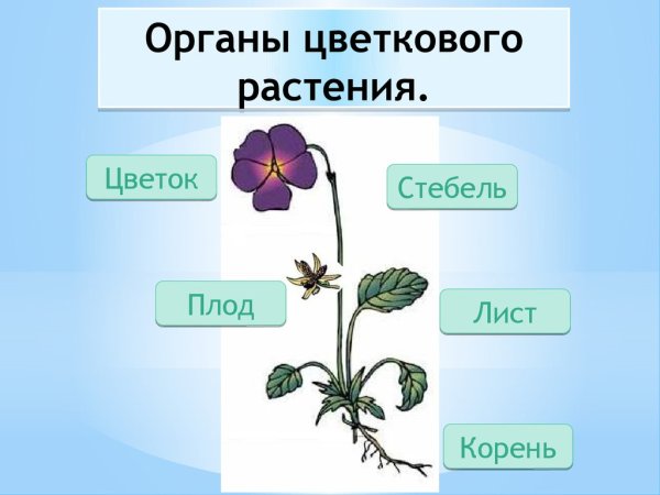Органы цветкового растения 6 класс