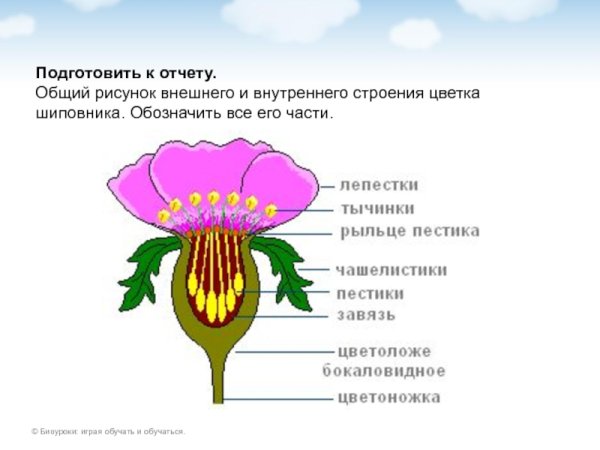 Строение плода шиповника схема